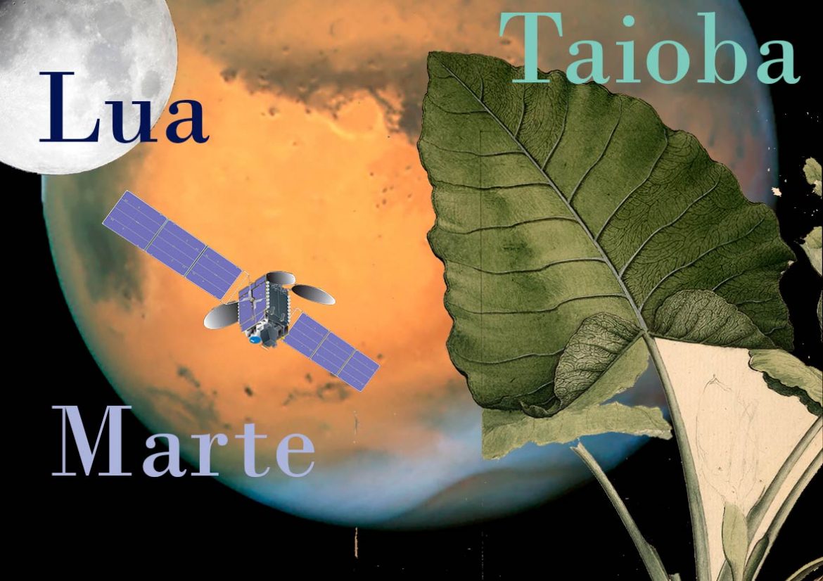 Imagem para taioba. Fotos: Wikimedia Commons
